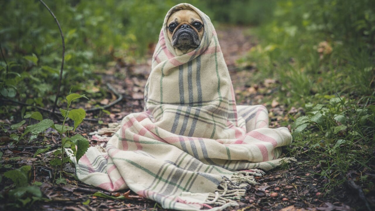 fawn pug covered by Burberry textile between plants